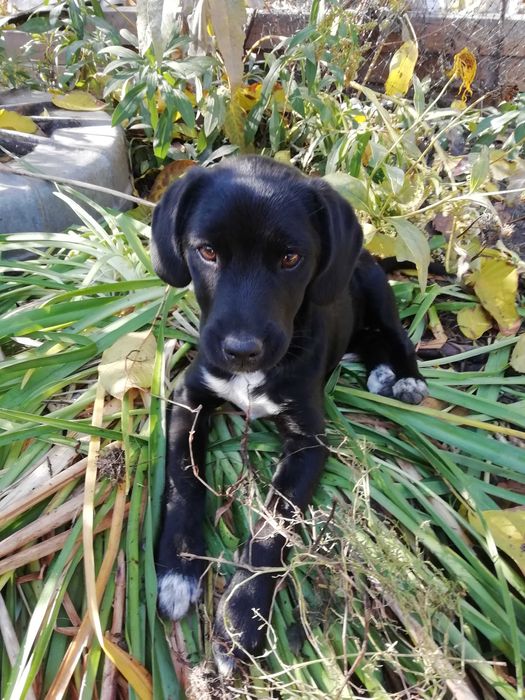 Вiддам в добрi руки песика