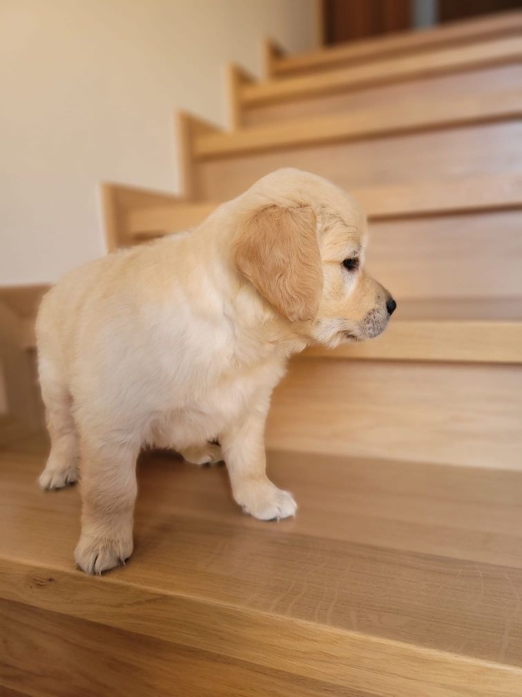 Golden Retriever gotowe do odbioru