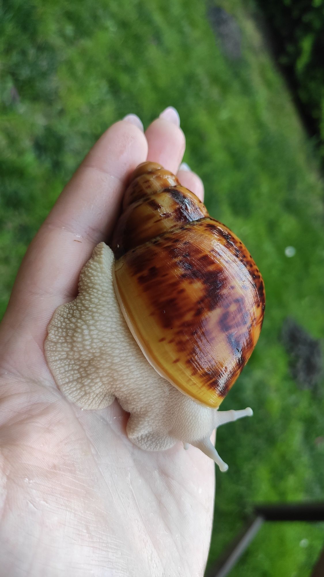 ślimaki afrykańskie Archahatina Marginata Ovum