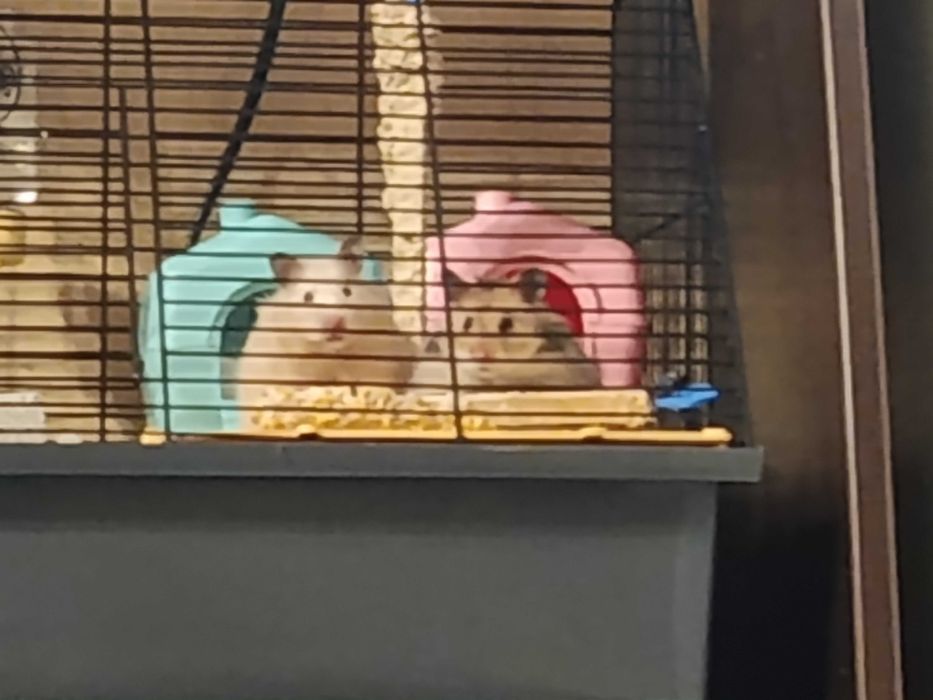 Королівський хом'як