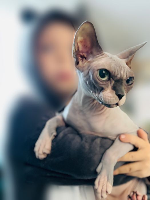 Kotka FPL Sfinks North Hill PL