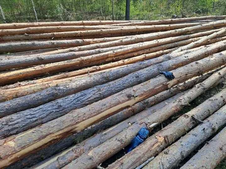 Drewno opałowe sosnowe