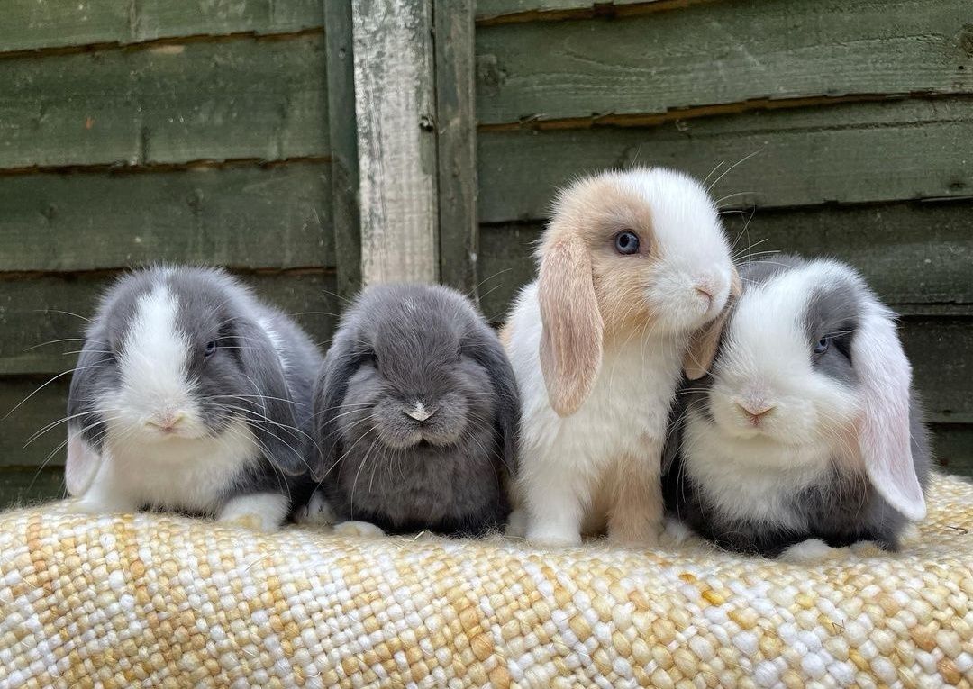 KIT Coelhos anões orelhudos, mini lop super inteligentes e brincalhões