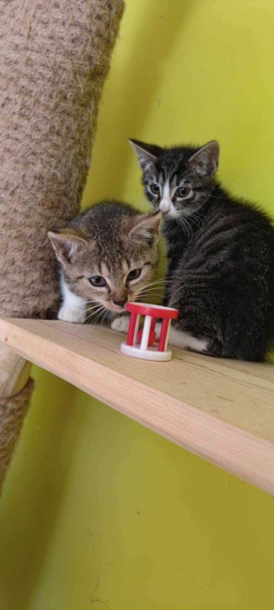 KACPER I KAMIL szukają domu