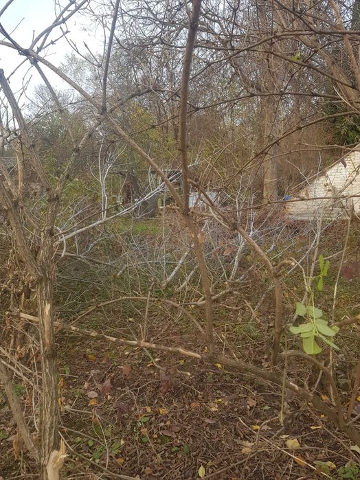 Продам гілля з дерев  на переробку .,паливну щіпу .