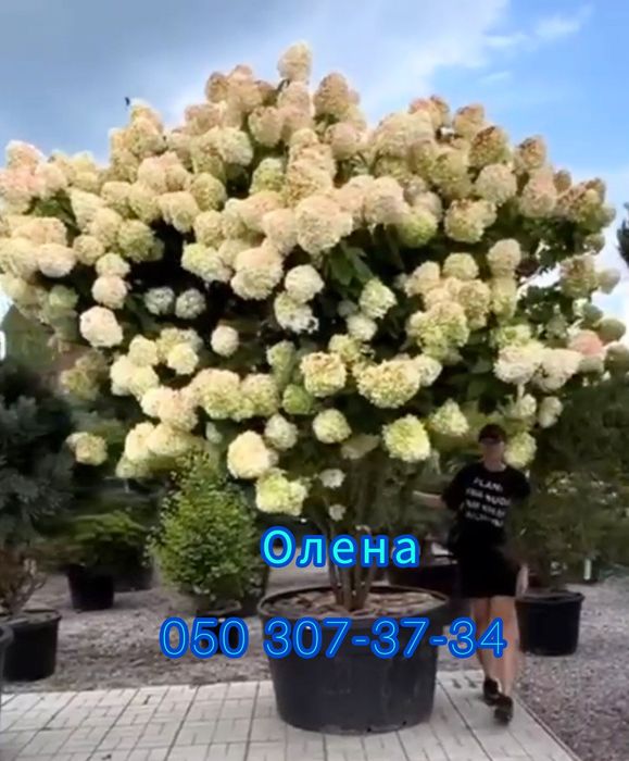 Гортензія волотиста Лаймлайт (Limelight)