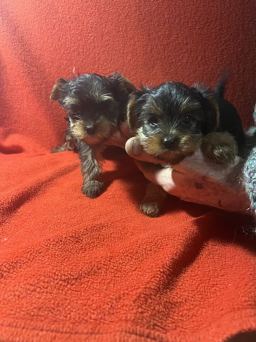 Йоркширский терьер