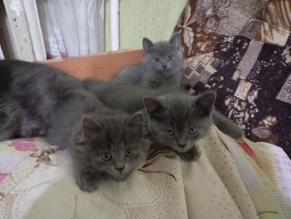 Отдам котят бесплатно