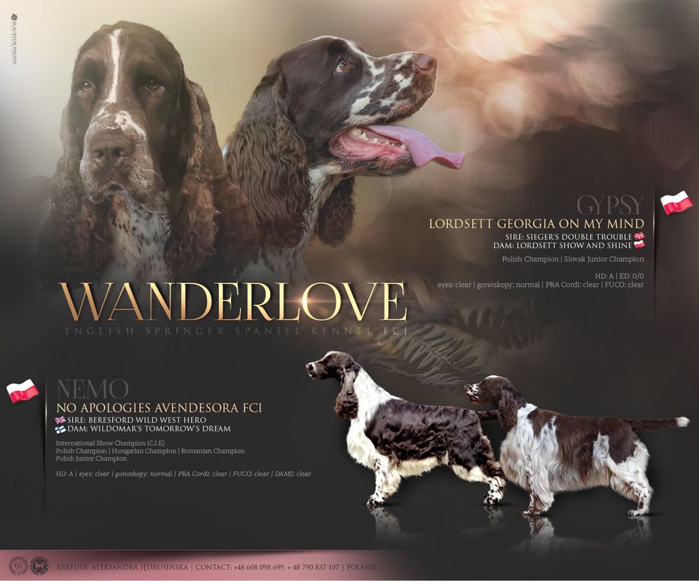 Springer spaniel angielski - piesek ZKwP