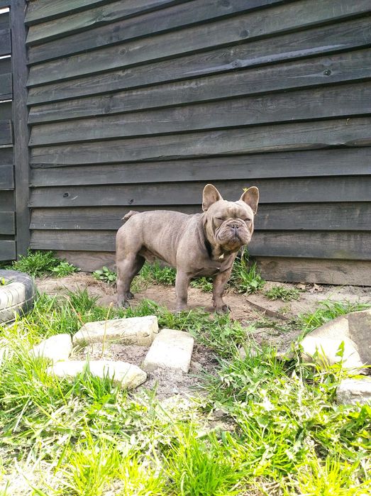 Вязка голубой французский бульдог