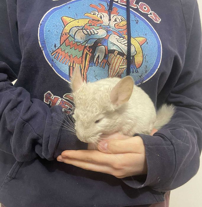 Szynszyl szynszyla jasno-beżowa (homozygotyczna) samiczka