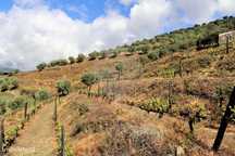 Terreno  para venda