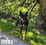 1,5 roczna, 15 kg, wesoła Lolka. Adopcja