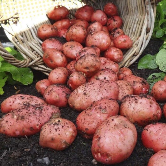 Картопля бела роса