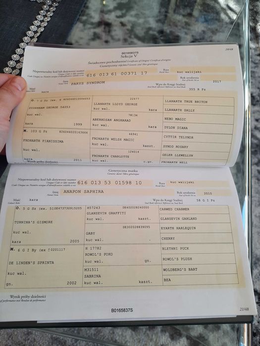 Klacz walijska 3 lata