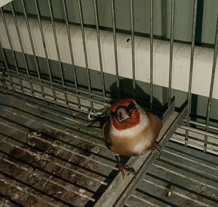 Canários lindos de bom porte
