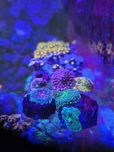 Rhodactis / Ricordea koralowce akwarium morskie likwidacja