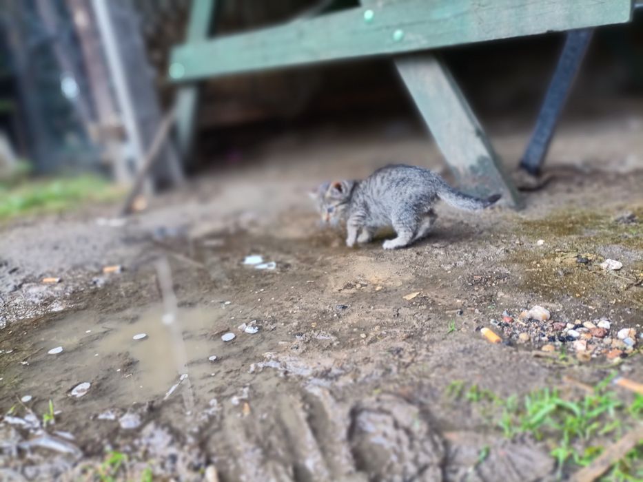 Kotki oddam w dobre ręce