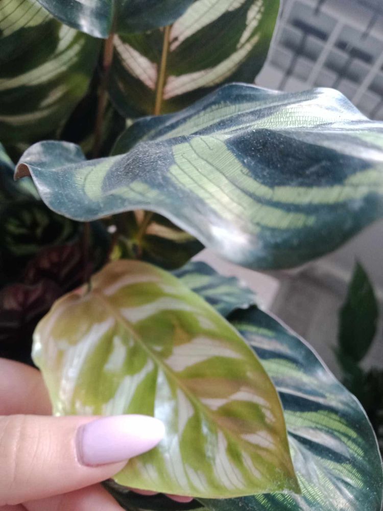 Calathea Makoya- 35cm