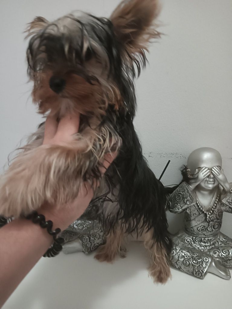 Yorkshire Terrier  macho miniatura