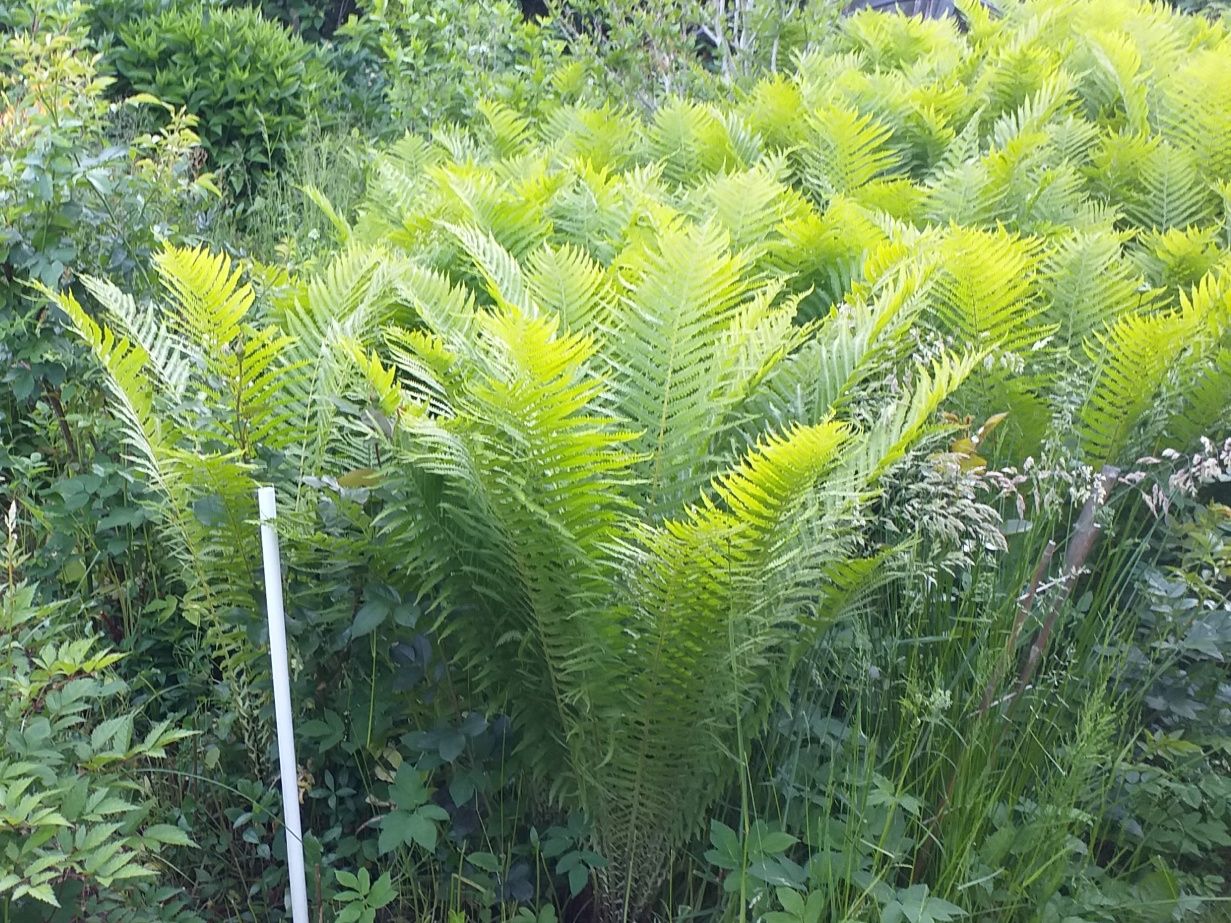 Paprocie ogrodowe