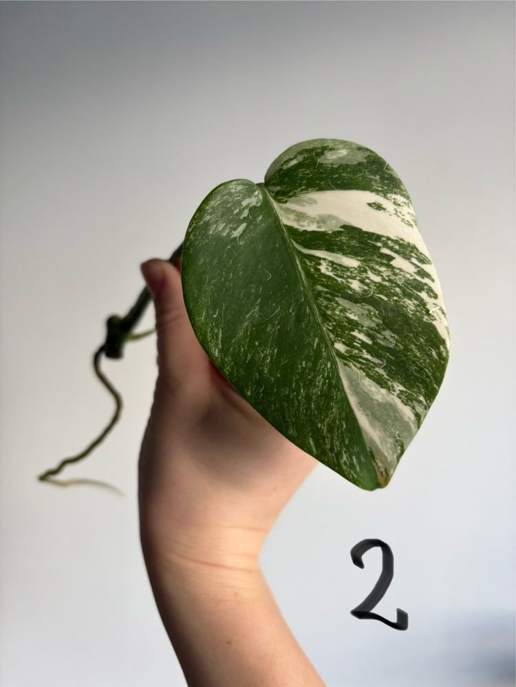 Monstera variegata, pędówki