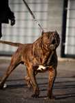 Bandog- cane corso dog argentyński mastino presa tosa