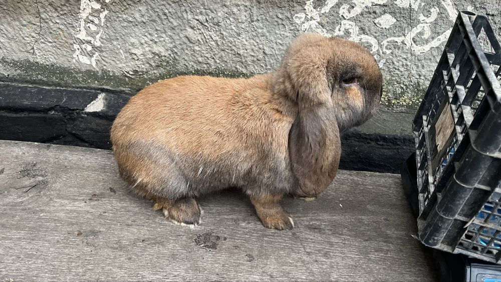 Кролики бранцуського барана самці та самки