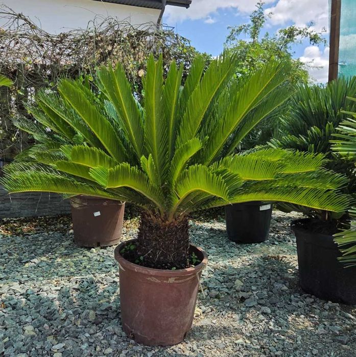 Cycas Revoluta Sagowiec Odwinięty -Ozdobna Roślina Egzotyczna