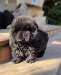 Chow chow z rodowodem ZKWP/FCI