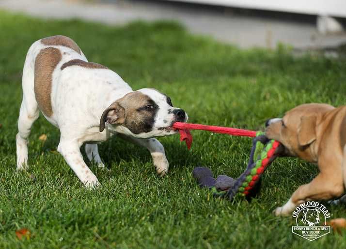 Pit Bull , niespotykane umaszczenie , amerykańska krew