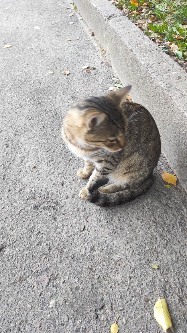 Чудовий котик шукає свій дім! Не дайте загинути дитині!