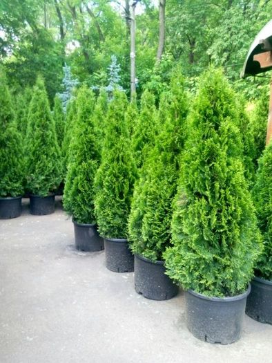 Туя західна Смарагд от 1.3-2.2м (Thuija occidentallis Smaragd)