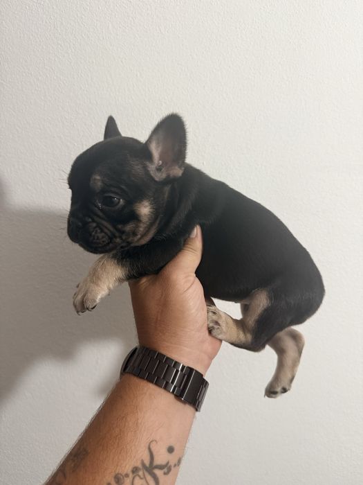 Buldogue Francês Menina Black Tan