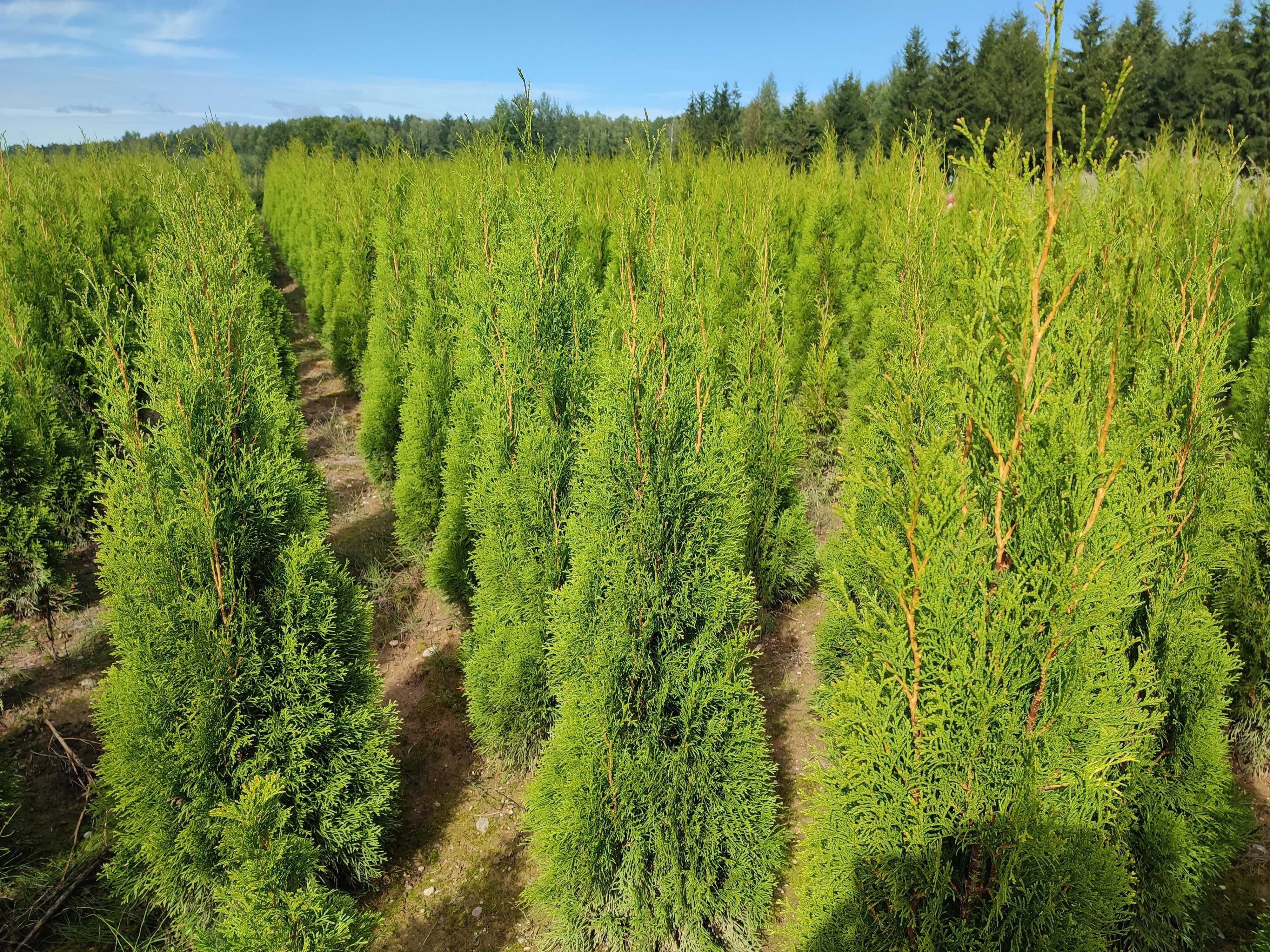 Tuja Szmaragd Thuja Smaragd gęsta 120 cm kopana z gruntu. Żywopłot