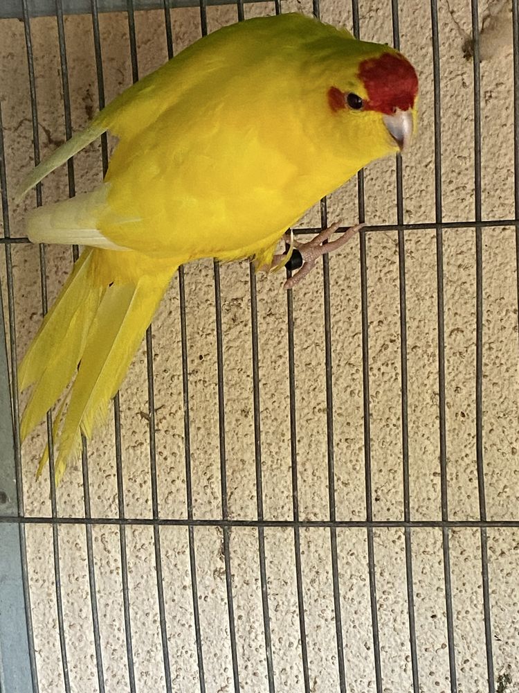 Kakariki adulto Macho