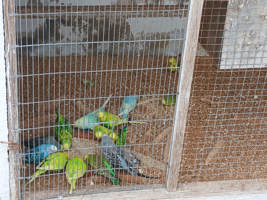 Periquitos ingleses novos e adultos