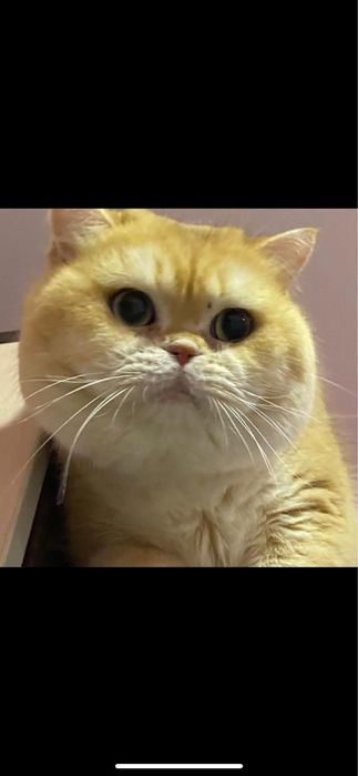 Кошенятко кошеня котята катята