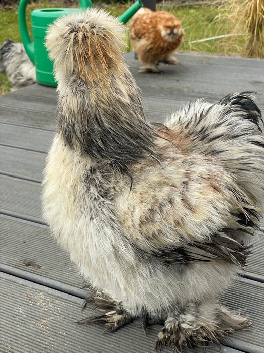 Koguciki Silki młode koguty  22 tygodnie