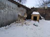 Продам західно сибірську лайку