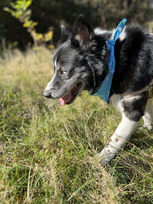 Maksymilian w typie husky szuka domku