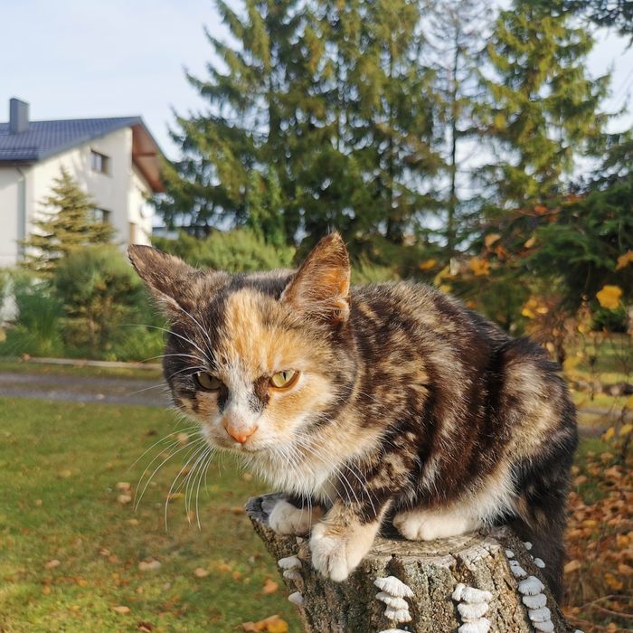 Oddam kotke w dobre ręce