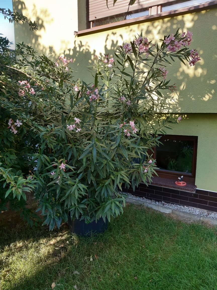 Oleander biały 1 metr wysoki