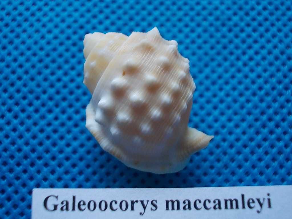 Muszle morskie- Galeodea maccamleyi