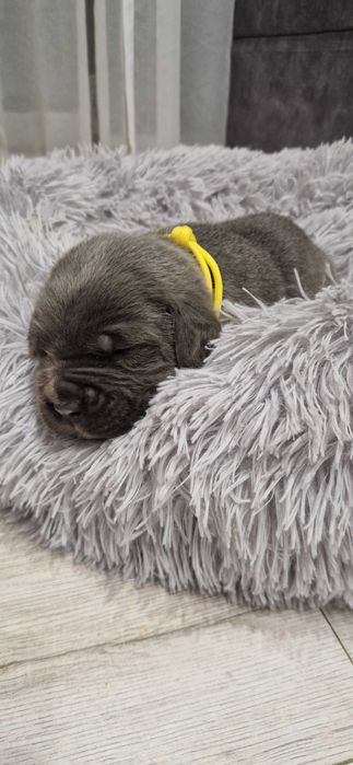 Cane corso piesek rodowodowy