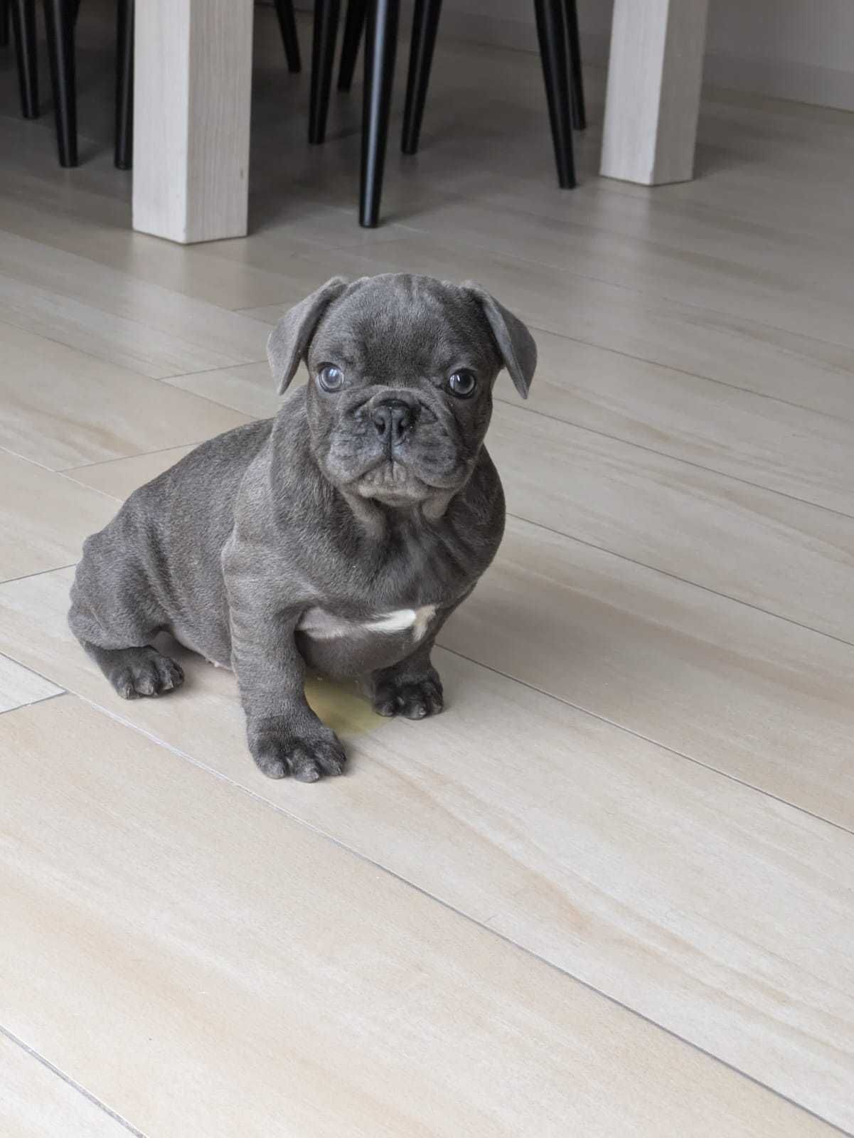 Buldog Francuski niebieski piesek