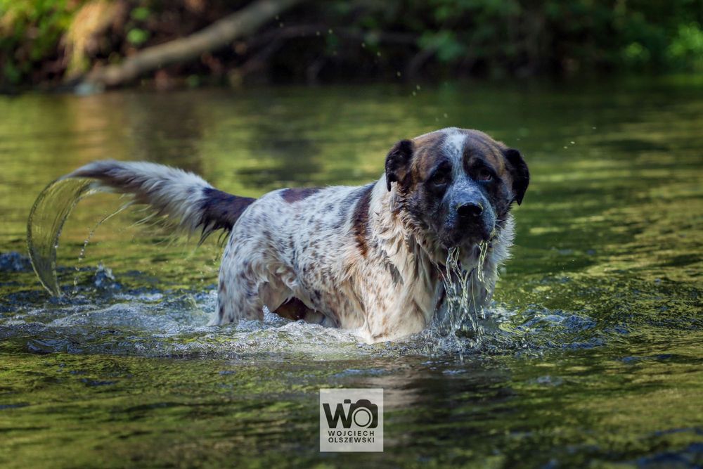 BOSS - w typie bernardyna