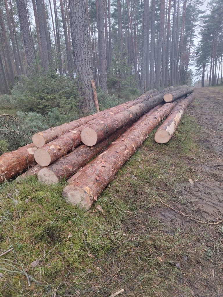 Drzewo Tartaczne Wielkowymiarowe i Sredniowymniarowe