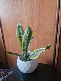 Sansevieria trifasciata języki teściowej 50cm