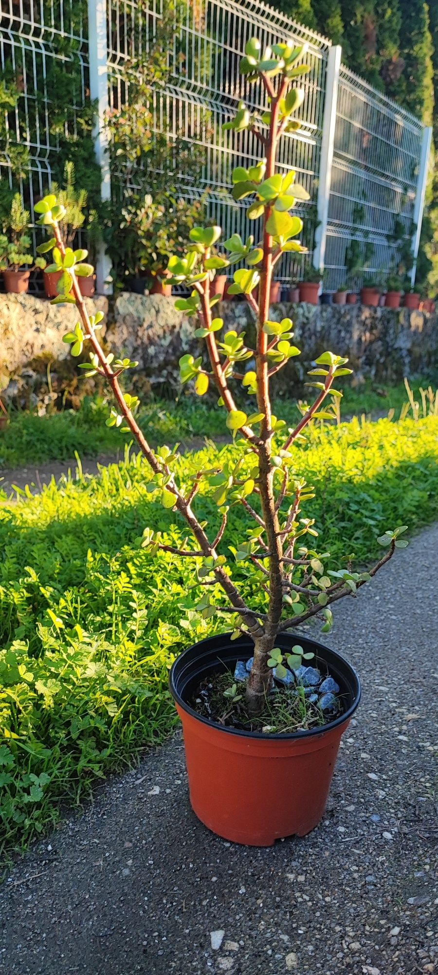 Planta suculenta